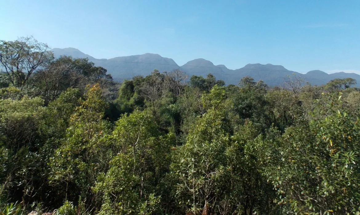 Parte da Mata Atlântica está no litoral da Bahia