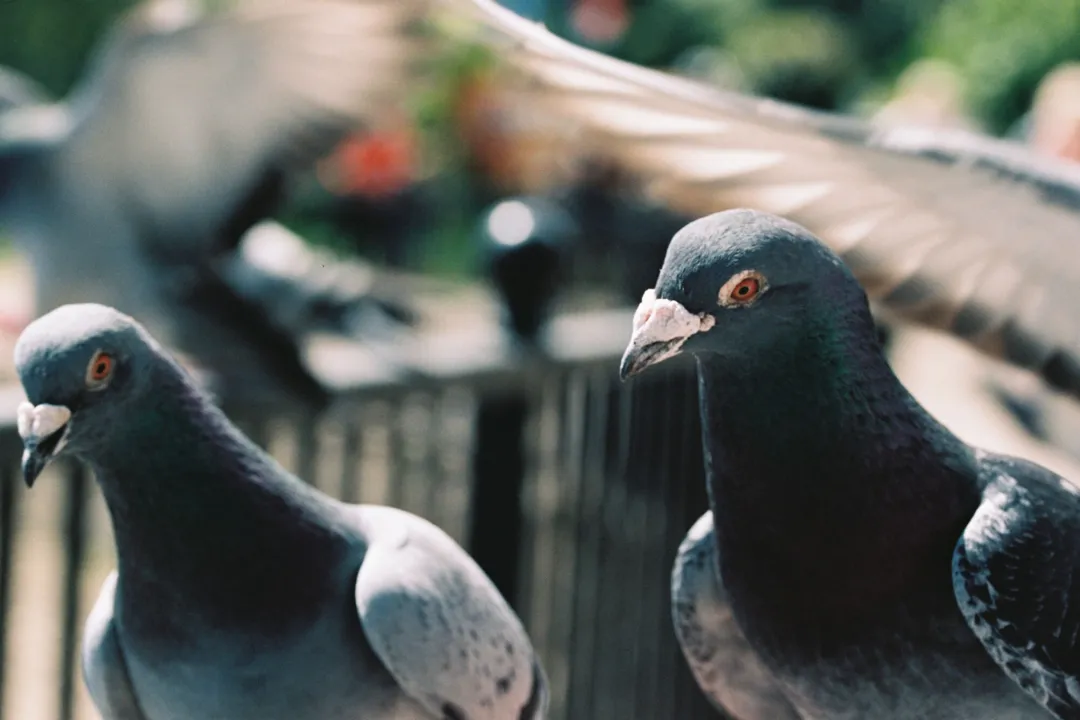 História começou em maio de 2023, quando o pombo foi capturado