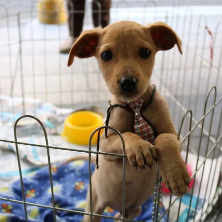 A iniciativa, que acontece em parceria com o shopping, tem o intuito de levar animais deixados na ONG Doce Lar para encontrar novos tutores