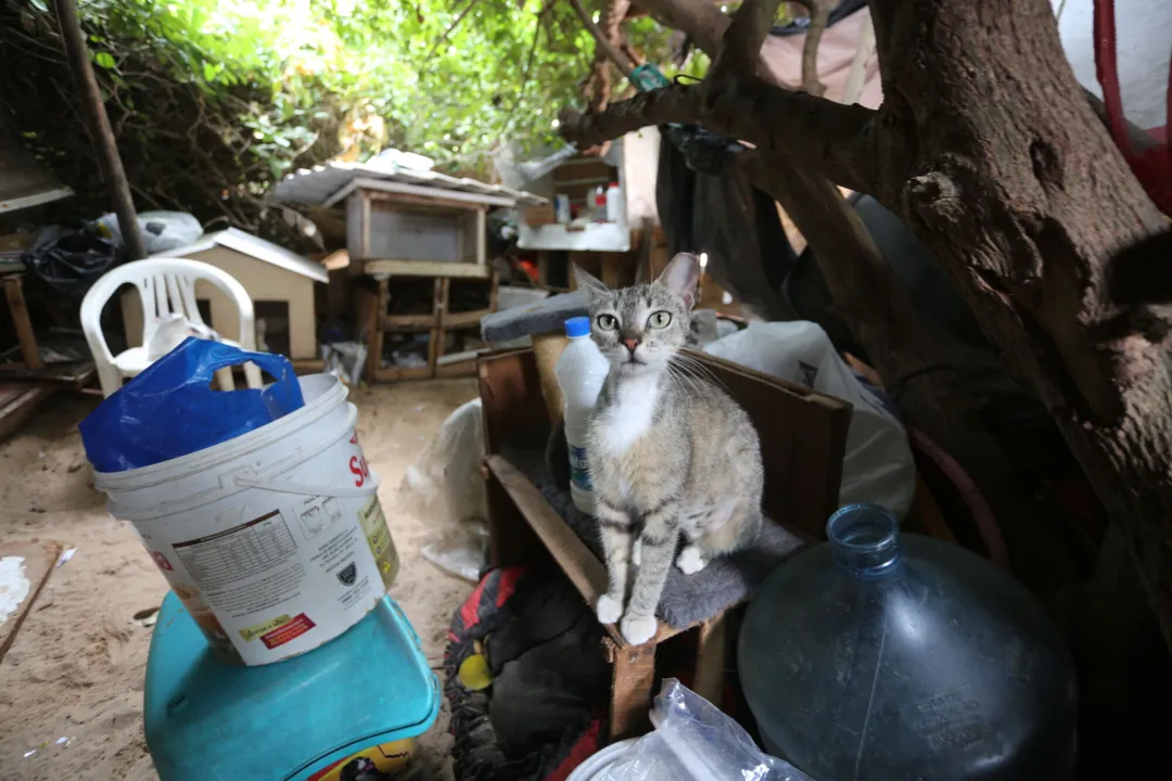 Parte interna da colônia de gatos em Piatã, onde cerca de 300 felinos vivem em situação de risco de zoonoses
