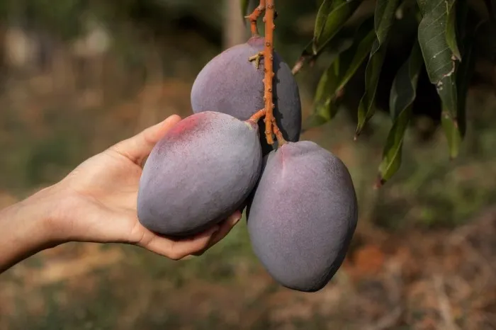 Resultado parte de união de pequenos e grandes produtores no norte da Bahia