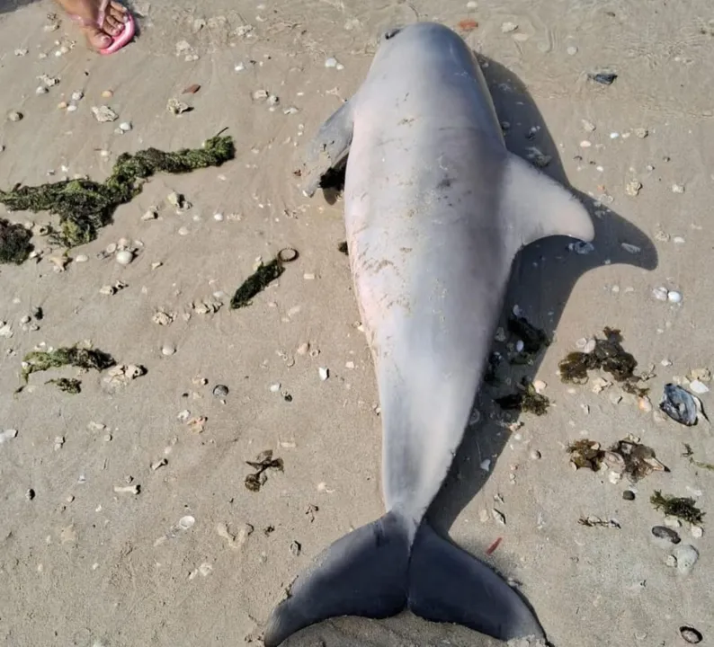 Golfinho é encontrado morto em praia do Subúrbio de Salvador