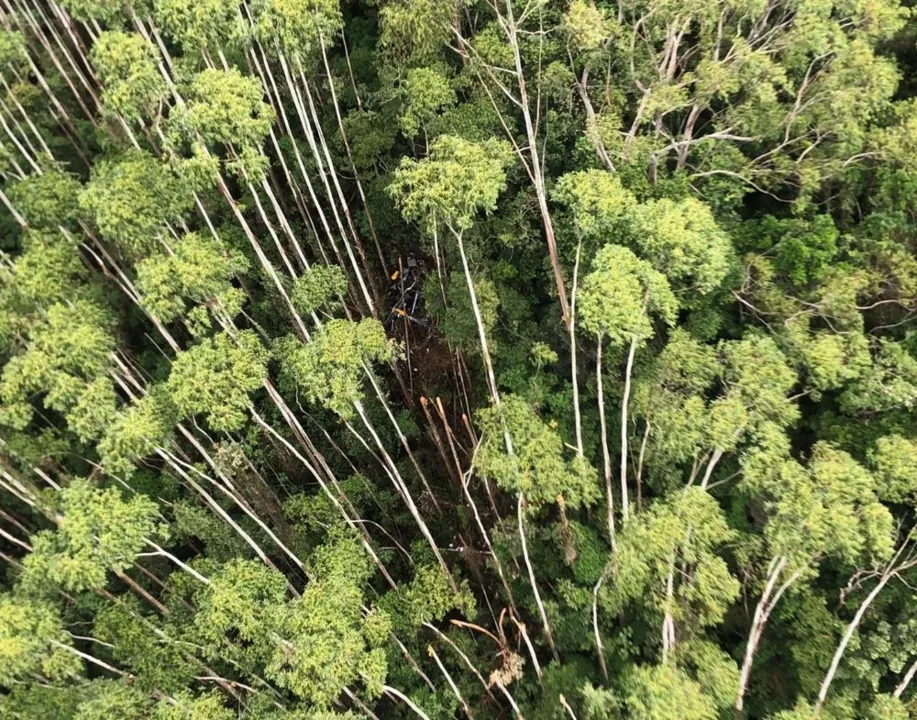 Na imagem, é possível ver uma clareira ente a vegetação