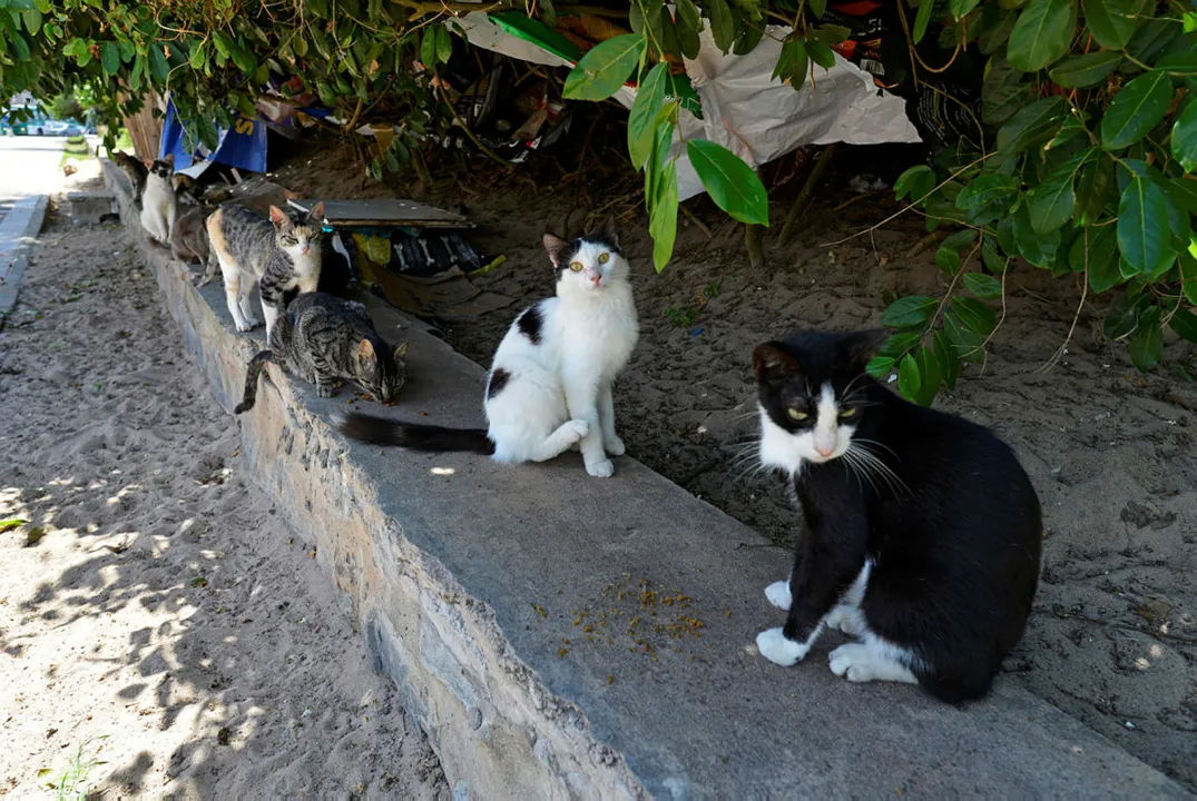 Órgão estabeleceu prazo de 15 dias para plano de ação para a retirada de todos os gatos