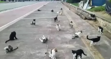 A colônia de gatos fica localizada na Rua Dias Gomes, na Praça de Piatã