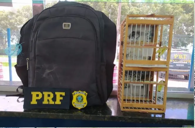 A PRF alerta que as denúncias nas rodovias podem ser realizadas através do telefone 191