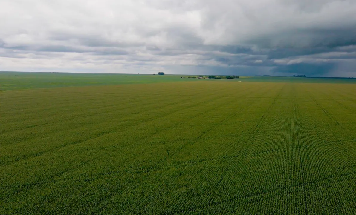 Na safra anterior, foram plantados no Oeste baiano 1,860 milhão de hectares da oleaginosa que continua ocupando o primeiro lugar de cultivo na região, com 69%