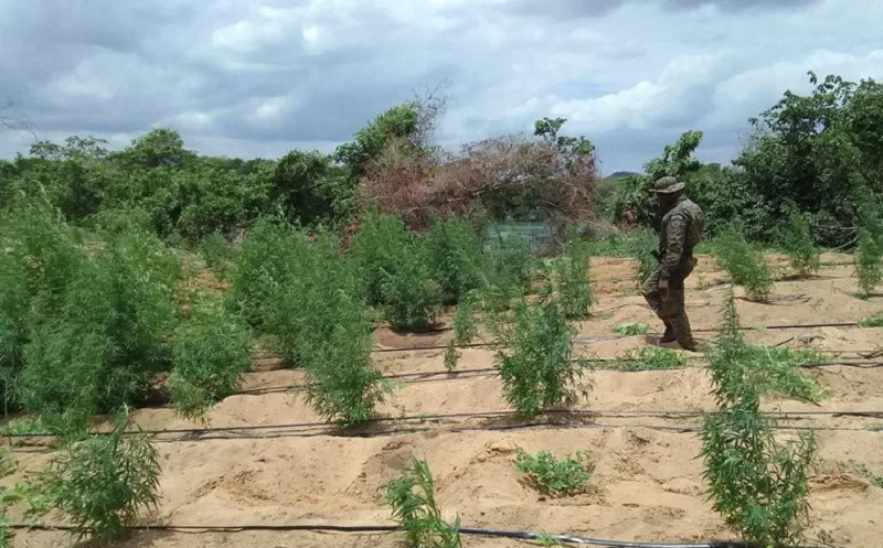 Imagem ilustrativa da imagem PF localiza cerca de 35 mil pés de maconha no norte da Bahia