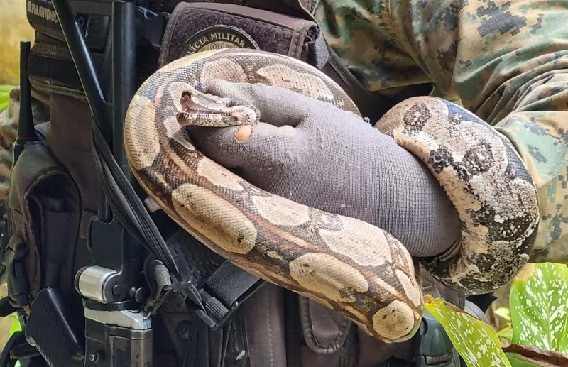 Serpente foi encontrada na área externa de um imóvel em Patameres