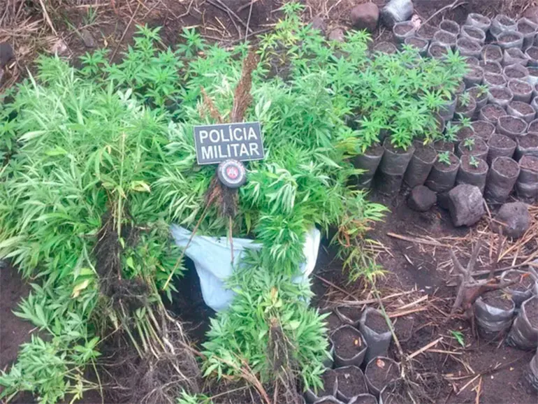 Atualmente, não há uma limitação de quanto uma pessoa pode portar de maconha para que ela não seja considerada traficante