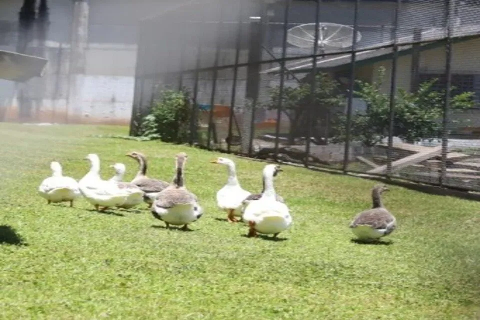 Prisões no estado possuem cerca de 24 mil pessoas