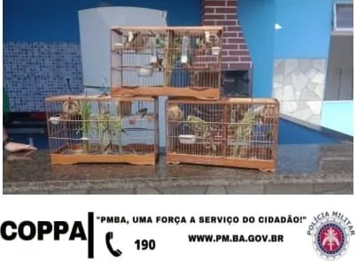 As aves das espécies papa-capim e coleirinha, bem como os suspeitos, foram apresentados à Central de Flagrantes