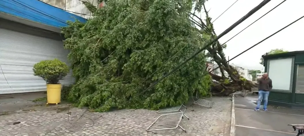 Segundo informações de moradores, a queda da árvore ocorreu às 17h, de quarta-feira, e desde então toda região está sem luz