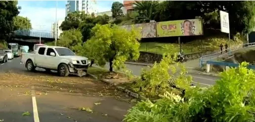 Com o impacto, a árvore ficou caída na pista e ocupa uma faixa da via