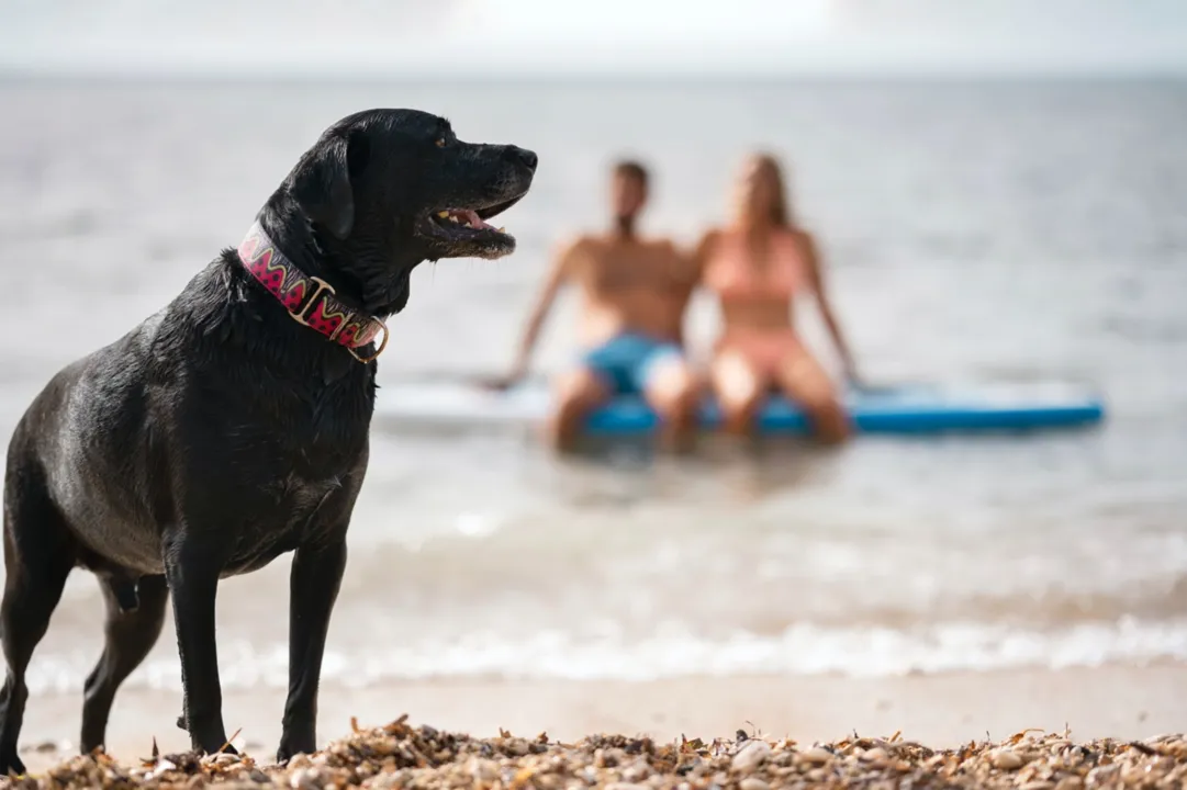 Os cães precisam de cuidados redobrados para o verão