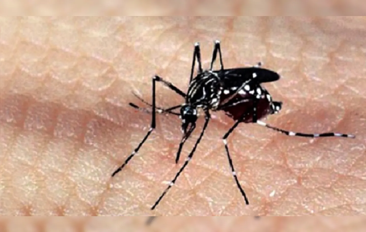 Em todo o mundo a OMS relatou mais de 5 milhões de infecções por dengue e 5 mil mortes pela doença