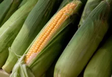 Imagem ilustrativa da imagem 50 mil toneladas de milho são esperados para ajudar produtores na seca