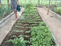 Imagem ilustrativa da imagem Agricultoras ganham incentivo para produzir nos quintais de suas casas
