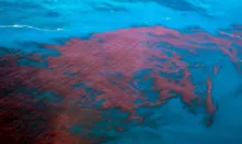 Imagem ilustrativa da imagem Alagoas e PE têm mais de 400 casos de intoxicação da maré vermelha