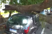 Imagem ilustrativa da imagem Após parcelar carro em 30 vezes, homem tem veículo atingido por árvore