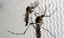 Imagem ilustrativa da imagem Bahia registra mais de 2.500 suspeitas de dengue; veja como combater