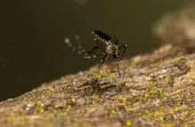 Imagem ilustrativa da imagem Bahia registra terceira morte por dengue