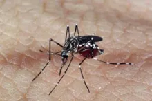 Imagem ilustrativa da imagem Busca por repelentes cresce 400% com dengue