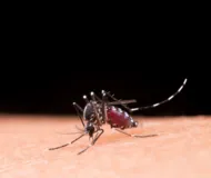 Imagem ilustrativa da imagem Casos prováveis de dengue se aproximam de 400 mil no país em 2024