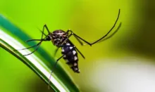 Imagem ilustrativa da imagem Cidade do Rio confirma primeira morte por dengue de 2024