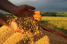 Imagem ilustrativa da imagem Clima faz produção de grãos cair 6,3% no país