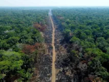 Imagem ilustrativa da imagem Devastação pode levar Amazônia a ponto de não retorno até 2050