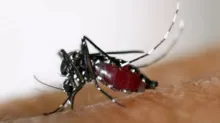 Imagem ilustrativa da imagem Goiânia confirma primeira morte por dengue em 2024
