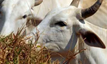Imagem ilustrativa da imagem ICMS sobre comércio de bovino e bubalinos pode ser isento