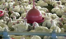 Imagem ilustrativa da imagem Ministério da Agricultura restringe eventos com aglomeração de aves