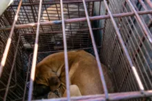 Imagem ilustrativa da imagem Parlamento coreano aprova proibição de consumo de carne de cachorro