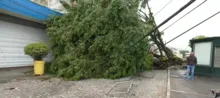 Imagem ilustrativa da imagem Queda de árvore na Ribeira segue causando transtorno aos moradores