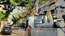 Imagem ilustrativa da imagem Rua no Rio Vermelho é interditada após queda de árvore