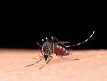 Imagem ilustrativa da imagem Saúde anuncia centro de emergência para conter epidemia de dengue