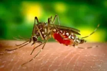 Imagem ilustrativa da imagem Sesab confirma duas mortes por dengue na Bahia