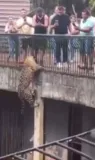Imagem ilustrativa da imagem Vídeo: onça escala parede em Zoológico de frente para visitantes