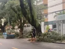 Imagem ilustrativa da imagem Vídeo: partes de árvores despencam no Corredor da Vitória