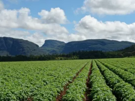 Imagem ilustrativa da imagem A grande virada agro brasileira