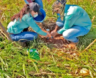 Oeste baiano avança para reduzir emissões de gases do efeito estufa