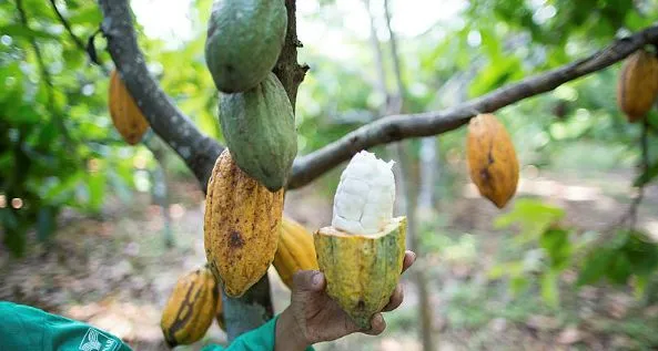 nas fazendas de cacau a ideia é Ideia é chipar cada planta, saber ano a ano quantos frutos cada pé produz