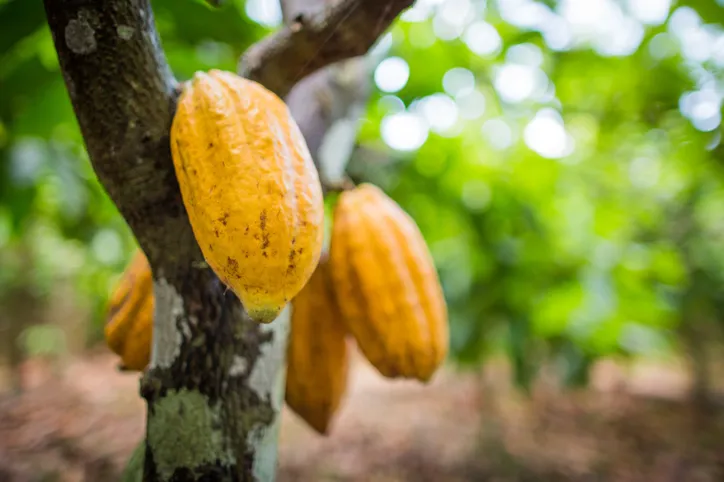 Qualidade do fruto é proporcional à biodiversidade, obrigando quem planta a cuidar da floresta