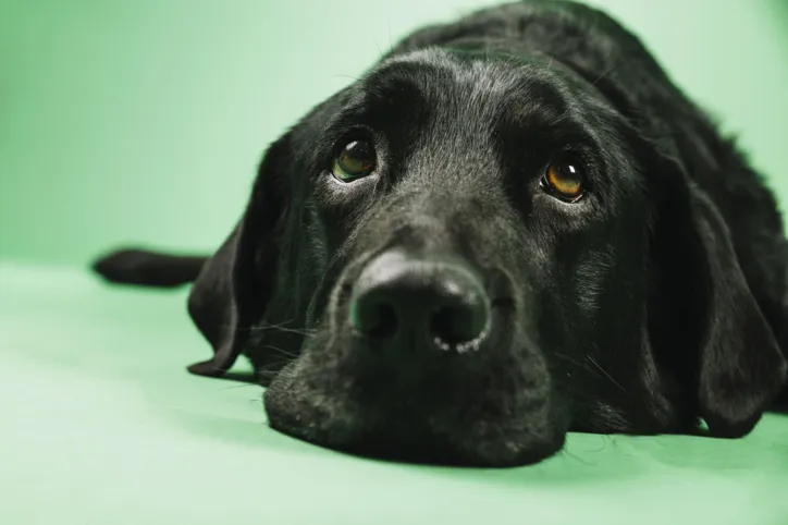 Já observou a barriguinha, as orelhas e o focinho? Nessas áreas você deve aplicar protetor solar de uso veterinário