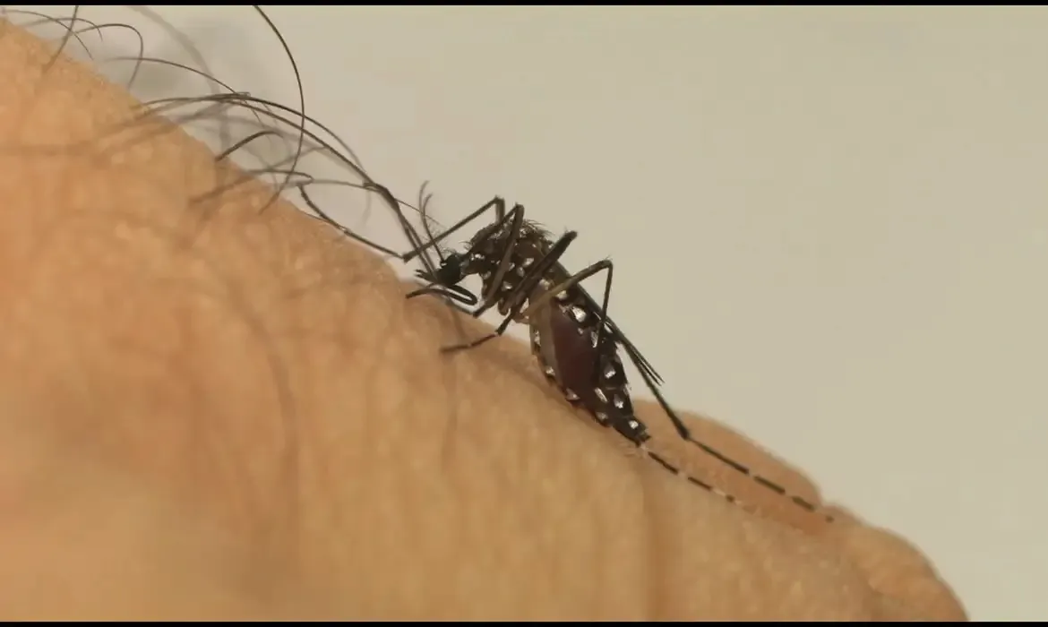 Imagem ilustrativa da imagem 38 municípios na Bahia estão em estado de epidemia por dengue