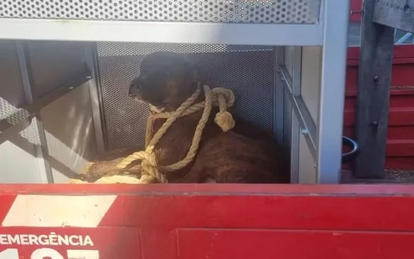 O cachorro foi capturado e será levado para uma organização não governamental (ONG)