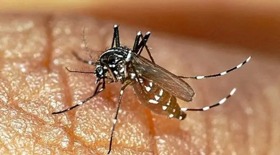 Atualmente, 256 cidades baianas vivem uma epidemia de dengue
