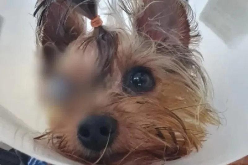 Cachorro perdeu a visão após banho e tosa